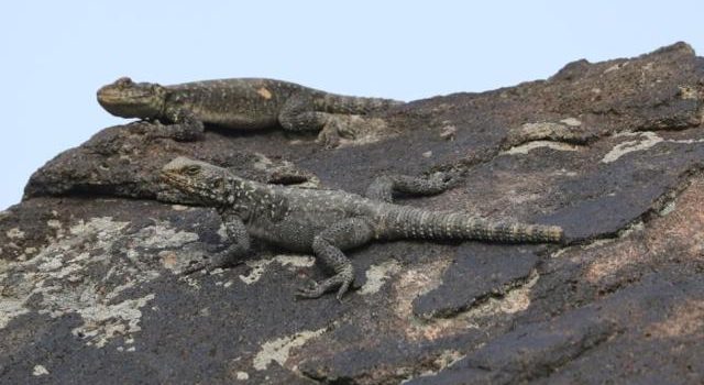 Ağrı Dağı’ndaki lav kayalıkları 37 sürüngen türüne yaşam imkanı sağlıyor! Ağrı Dağı’ndaki lav kayalıkları 37 sürüngen türüne yaşam imkanı sağlıyor!